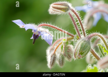 Borago officinalis bourrache (commune), de fleurs et boutons de fleurs Banque D'Images