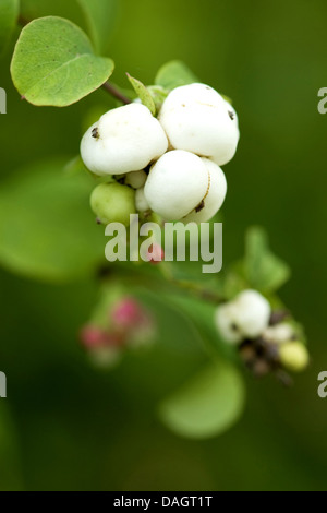 La symphorine blanche (Symphoricarpos albus, waxberry, Symphoricarpos rivularis), branche avec des feuilles, fleurs et fruits Banque D'Images