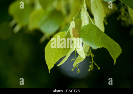 Tilleul à grandes feuilles, tilleul (Tilia platyphyllos), des rameaux avec les jeunes fruits, Allemagne Banque D'Images