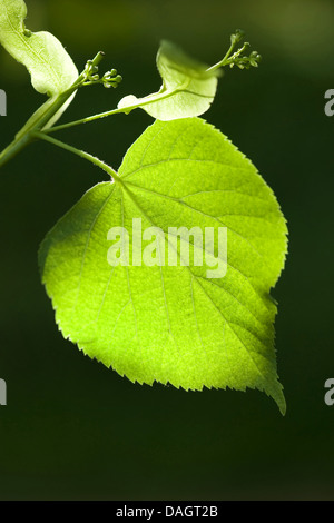 Tilleul à grandes feuilles, tilleul (Tilia platyphyllos), feuilles et fruits immatures en rétro-éclairage, Allemagne Banque D'Images