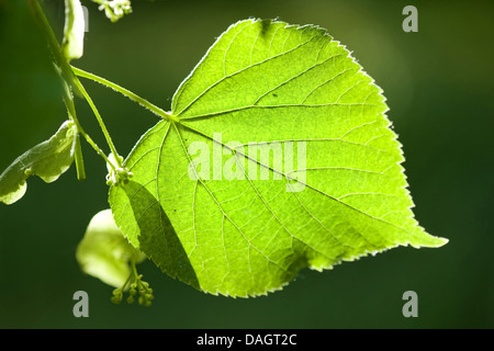 Tilleul à grandes feuilles, tilleul (Tilia platyphyllos), feuilles et fruits en rétro-éclairage, Allemagne Banque D'Images