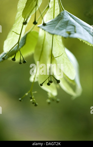 Tilleul à grandes feuilles, tilleul (Tilia platyphyllos), des rameaux avec les jeunes fruits, Allemagne Banque D'Images