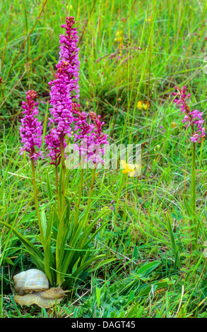 Orchidée parfumée (Gymnadenia conopsea), sur prairie avec escargot, Allemagne, NRW, Eifel Banque D'Images