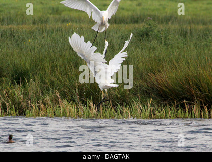 Deux Grande Aigrette (Ardea alba) avoir un combat, chassant les uns les autres et au décollage en vol (série de 4 images) Banque D'Images