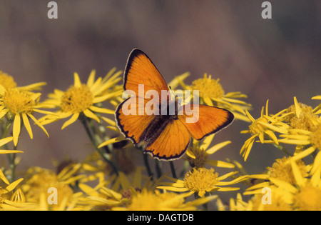 Cuivre (heodes virgaureae rares, Lycaena virgaureae, vigaureae Chrysophanus), sur les fleurs jaunes, Allemagne, NRW Banque D'Images