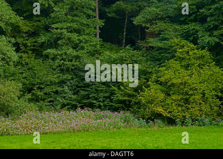 Balsamine de l'Himalaya Indien, rouge, sapin baumier, jewelweed, jewelweed ornementales casque de policier (Impatiens glandulifera), paysage verdoyant en été avec le baume de l'Himalaya dans l'arrière-plan à gauche, l'Allemagne, NRW, Hohe Eifel Banque D'Images