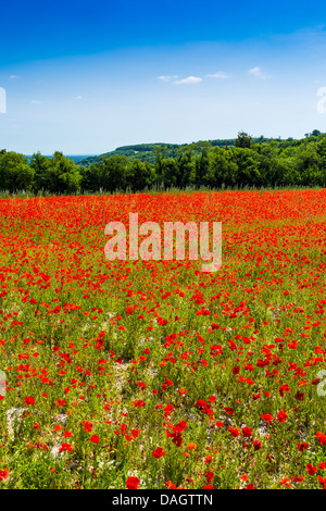 Champ de pavot Parc National des South Downs West Sussex England Banque D'Images