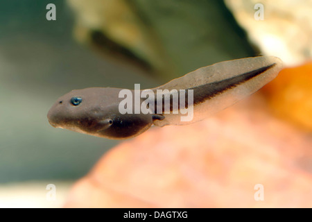 European crapaud commun (Bufo bufo), pollywog natation , Allemagne Banque D'Images