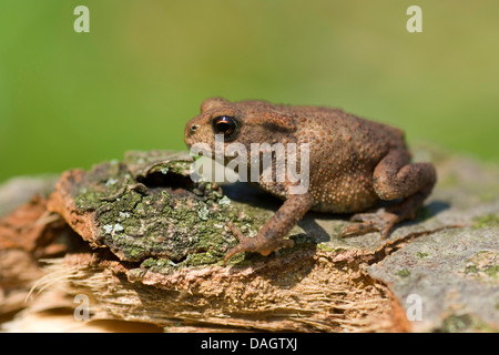 European crapaud commun (Bufo bufo), jeune animal assis sur le bois mort, Allemagne Banque D'Images