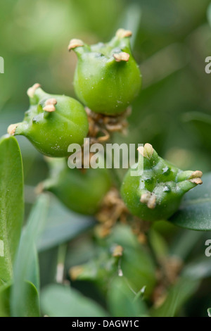 Common box, le buis (Buxus sempervirens), les fruits immatures, Allemagne Banque D'Images