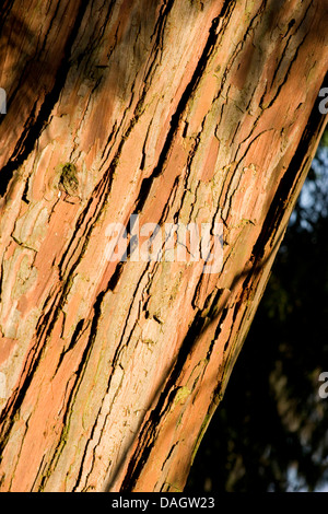 Le Cèdre à encens, cèdre blanc de Californie (Calocedrus decurrens), l'écorce Banque D'Images