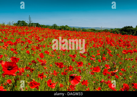 Champ de pavot Parc National des South Downs West Sussex England Banque D'Images