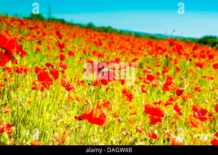 Champ de pavot Parc National des South Downs West Sussex England Banque D'Images