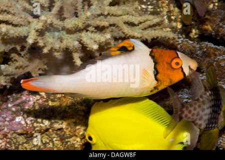 (Cetoscarus bicolor perroquet bicolore), avec deux autres poissons de corail Banque D'Images