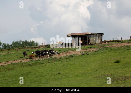 Des vaches et des chevaux qui broutent dans un champ avec shed Banque D'Images