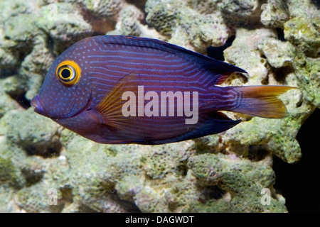 À rayures bleu poisson chirurgien, Kole Tang, le poisson chirurgien (Ctenochaetus strigosus), natation au reef Banque D'Images