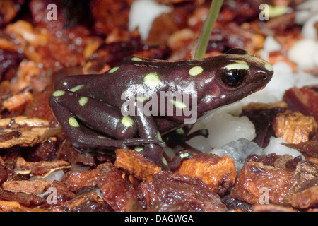 Noir et vert-poison arrow frog, vert et noir poison frog (Dendrobates auratus), noir et jaune de la zone du canal de morphing, KZ FFM Banque D'Images