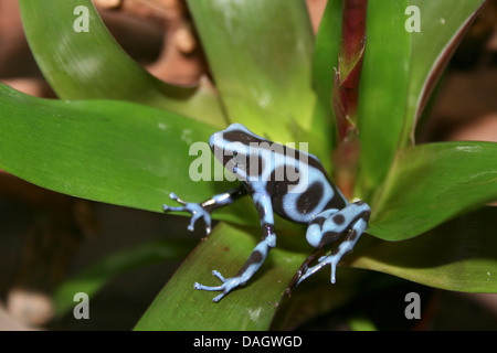 Noir et vert-poison arrow frog, vert et noir poison frog (Dendrobates auratus), black and blue morph du Panama Banque D'Images