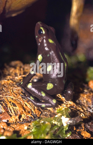 Noir et vert-poison arrow frog, vert et noir poison frog (Dendrobates auratus), noir et jaune de la zone du canal de morphing, KZ FFM Banque D'Images