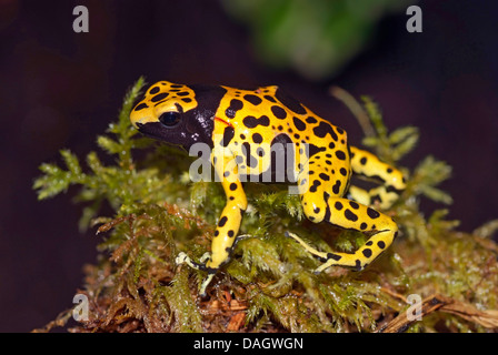 À bandes jaunes poison dart frog, bagués jaune grenouille poison, poison de bourdons grenouille Dendrobates leucomelas (flèche), morph Bolivar, KoeZ708 Banque D'Images