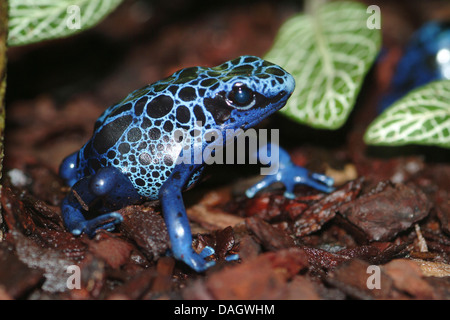 La teinture bleue-poison arrow frog, Blue poison frog (Dendrobates tinctorius azureus), blue morph Azureus assis sur la masse des forêts Banque D'Images