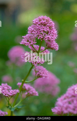 La valériane rouge (Centranthus ruber), inflorescence Banque D'Images