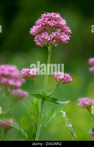 La valériane rouge (Centranthus ruber), inflorescence Banque D'Images