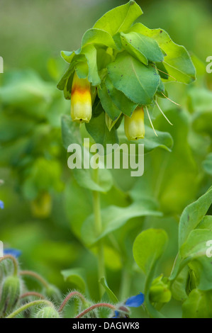 (Honeywort Cerinthe major), blooming Banque D'Images