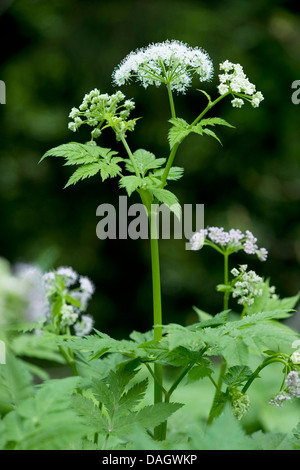 Cerfeuil (Chaerophyllum hirsutum poilue), blooming, Suisse Banque D'Images