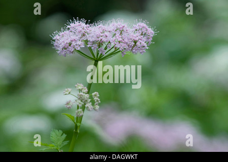 Cerfeuil (Chaerophyllum hirsutum poilue), blooming, Suisse Banque D'Images