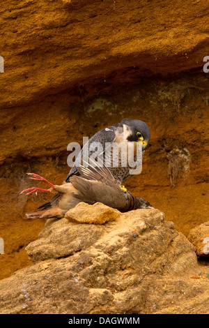 Le faucon pèlerin (Falco peregrinus) avec les proies (perdrix) Banque D'Images