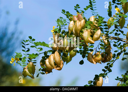 Senna, vessie vessie-séné (Colutea arborescens), mûr et les fruits immatures à une brindille, Allemagne Banque D'Images