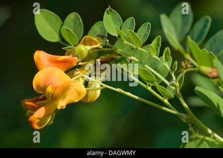 Senna, vessie vessie-séné (Colutea arborescens), fleurs et feuilles à une brindille, Allemagne Banque D'Images