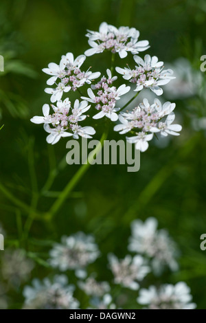 La coriandre (Coriandrum sativum), l'inflorescence Banque D'Images