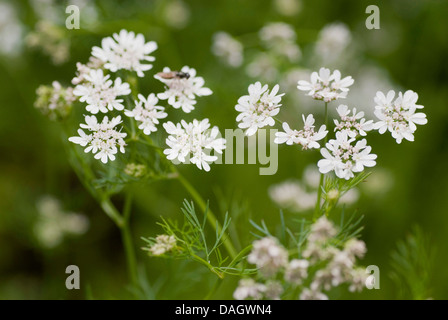 La coriandre (Coriandrum sativum), inflorescences Banque D'Images