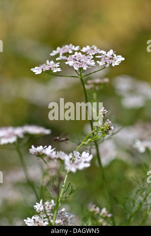 La coriandre (Coriandrum sativum), inflorescences Banque D'Images