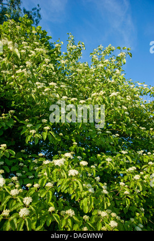 Dogberry, cornouiller (Cornus sanguinea), la floraison, Allemagne Banque D'Images