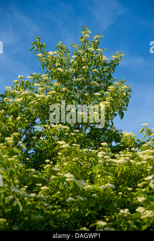 Dogberry, cornouiller (Cornus sanguinea), la floraison, Allemagne Banque D'Images