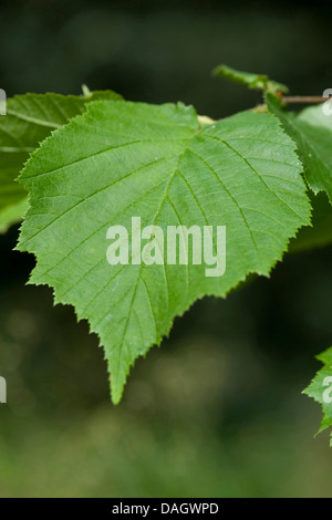 Le noisetier commun (Corylus avellana), feuilles de noisette, Allemagne Banque D'Images