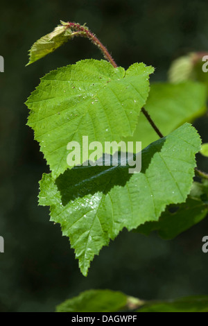 Le noisetier commun (Corylus avellana), feuilles de noisette, Allemagne Banque D'Images