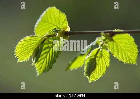 Le noisetier commun (Corylus avellana), des rameaux avec feuilles de noisette, Allemagne Banque D'Images