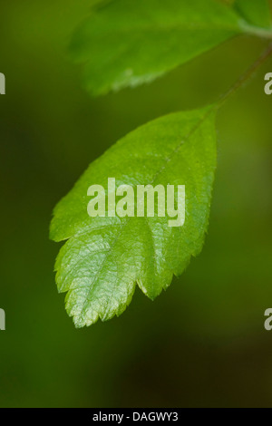 L'anglais, l'aubépine (Crataegus laevigata aubépine lisse), feuille, Allemagne Banque D'Images