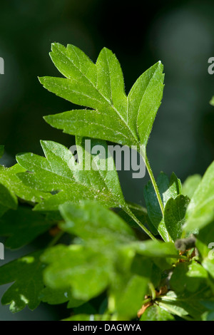 L'aubépine commune, singleseed l'aubépine, l'anglais l'aubépine (Crataegus monogyna), feuilles, Allemagne Banque D'Images