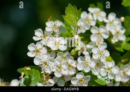 L'aubépine commune, singleseed l'aubépine, l'anglais l'aubépine (Crataegus monogyna), fleurs, Allemagne Banque D'Images