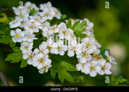 L'aubépine commune, singleseed l'aubépine, l'anglais l'aubépine (Crataegus monogyna), fleurs, Allemagne Banque D'Images