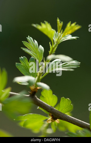 L'aubépine commune, singleseed l'aubépine, l'anglais l'aubépine (Crataegus monogyna), feuilles, Allemagne Banque D'Images