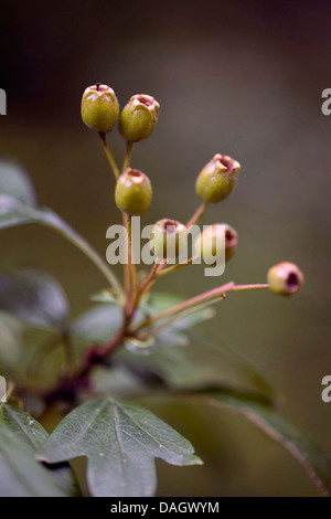 L'aubépine commune, singleseed l'aubépine, l'anglais l'aubépine (Crataegus monogyna), les fruits immatures, Allemagne Banque D'Images