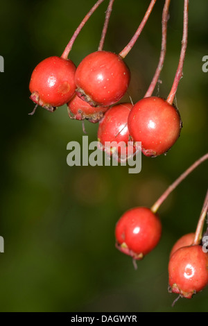 L'aubépine commune, singleseed l'aubépine, l'anglais l'aubépine (Crataegus monogyna), fruits mûrs, Allemagne Banque D'Images