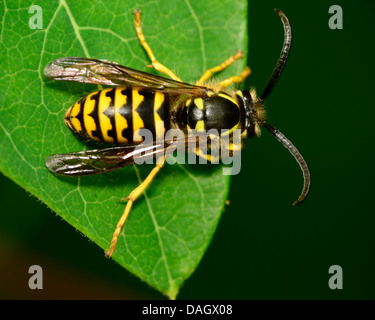 Yellow Jacket Wasp perché sur une feuille d'usine. Banque D'Images