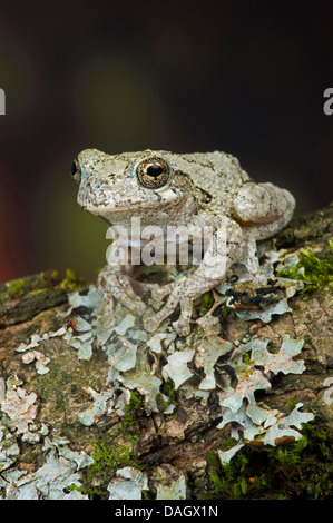 Hyla marbré marmorata, Dendropsophus marmoratus), assis sur un tronc d'arbre Banque D'Images